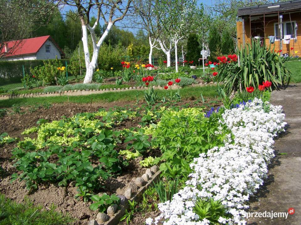 Ogródek działkowy działka rekreacyjna ROD Wiarus 32zł/m2 Zielona Góra