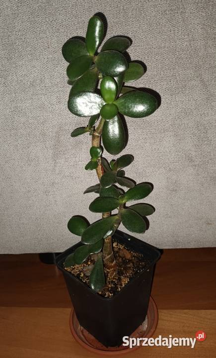 Grubosz crassula drzewko szczęscia 3 wys 35 Warszawa