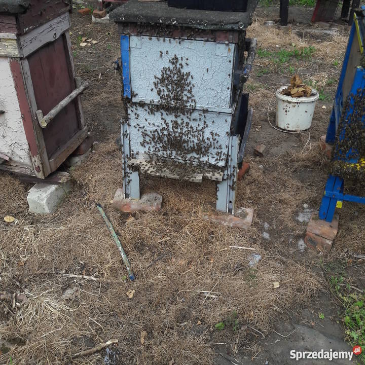 Ule wielkopolskie z PSZCZOŁAMI Bydgoszcz