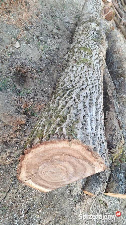 Orzech włoski kłoda małopolskie Tarnów