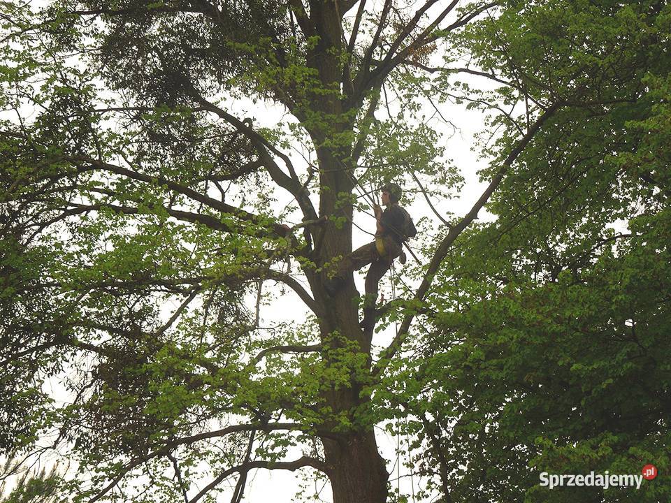Przycinanie drzew pielęgnacja drzew wycinka Warszawa