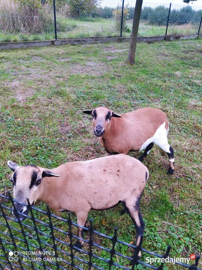 Barany Kameruńskie Kańczuga