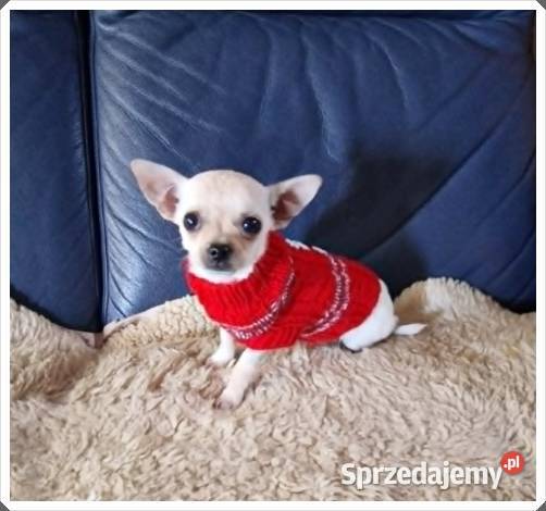 Chihuahua śliczny malutki biały piesek Chihuahua Częstochowa