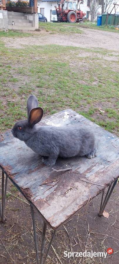 Sprzedam króliki srokacz niemiecki sprzedam