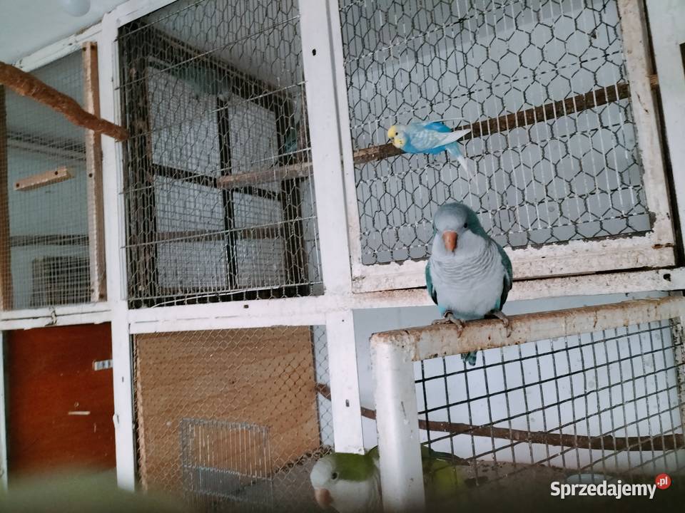 Sprzedaż papugi pisklaki Ptaki Wołów