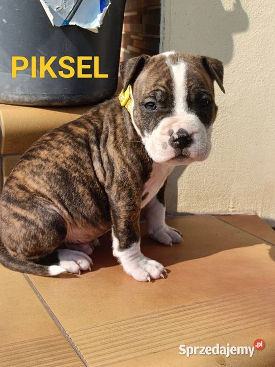 Szczenięta Amstaff american staffordshire