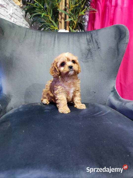 Cavapoo F1 chłopiec Szpęgawsk sprzedam