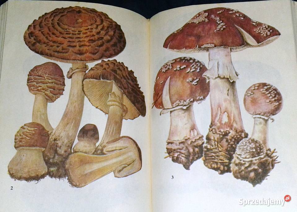 Atlas grzybów Bruno Hennig Chełm