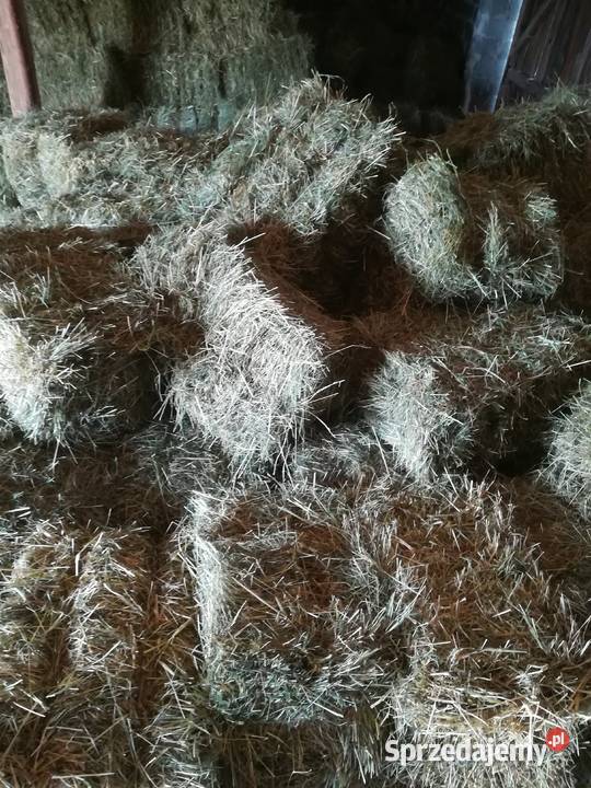 Sprzedam siano w kostkach 2023 Małogoszcz