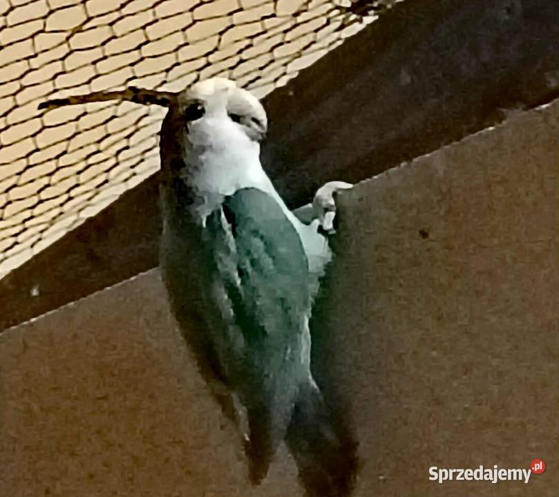 Sprzedam papużki nierozłączki Gdynia