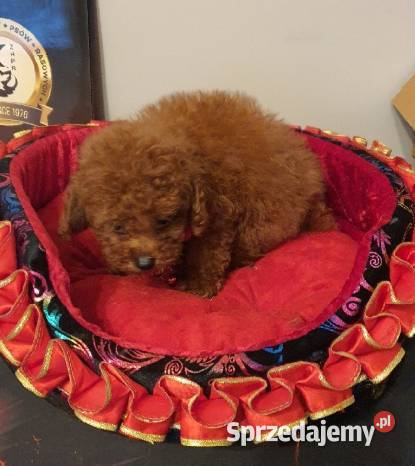Pudel Toypudelek red śliczna suczka Częstochowa