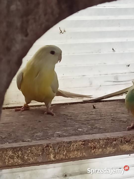 Papugi Dorosłe Ślask Zwierzęta Czechowice-Dziedzice