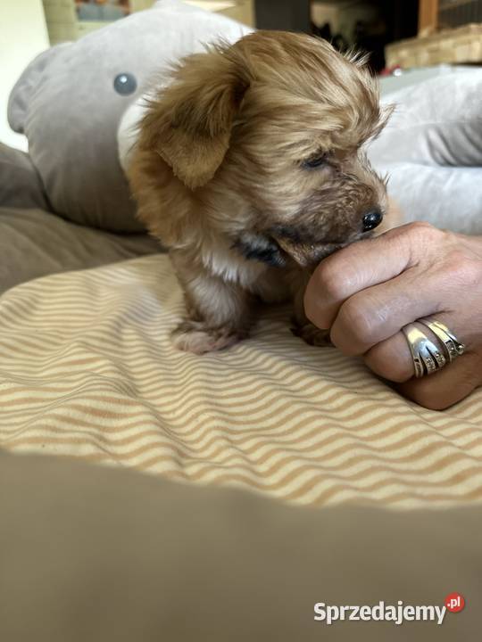 Mini chłopczyk Ocean Pearl Yorkshirre Terrier Bytom