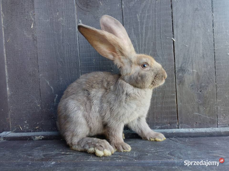 Olbrzym Srokacz Czarny Hawana Trokajny sprzedam
