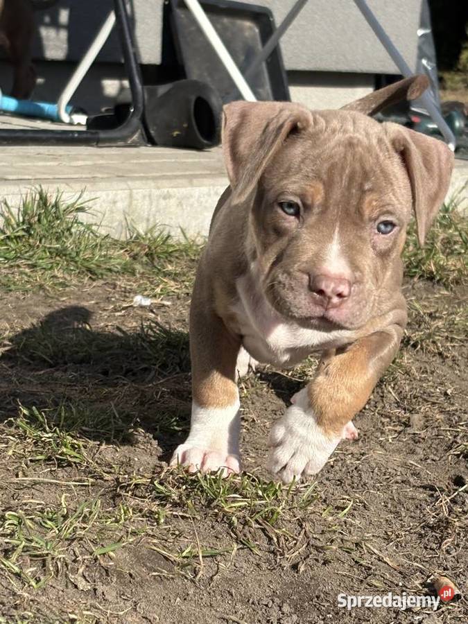 American bully xl szczeniak