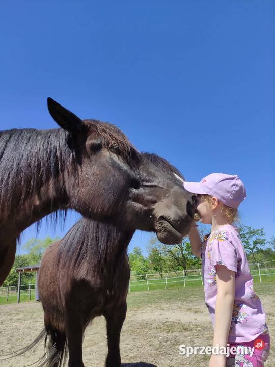 Sprzedam karego wałacha PKZ około 160 dolnośląskie Oleśnica