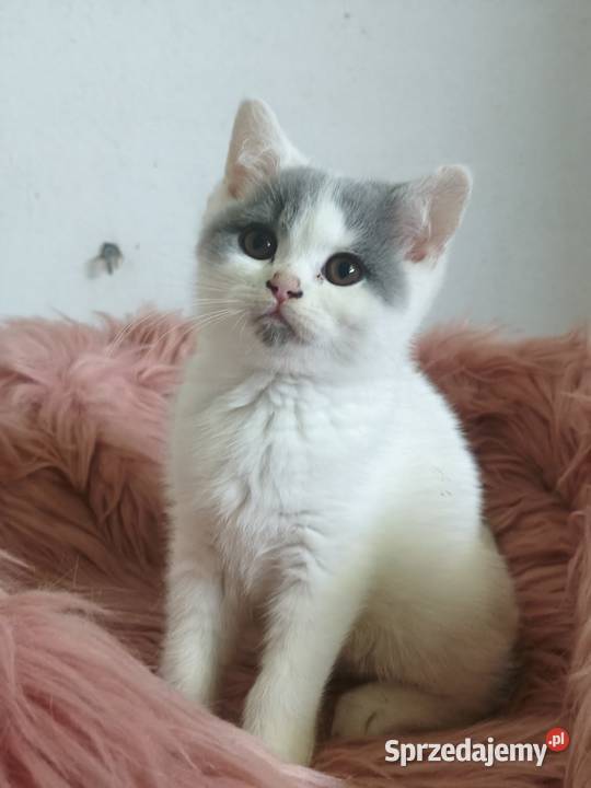 Brytyjski krótkowłosy Tarnów