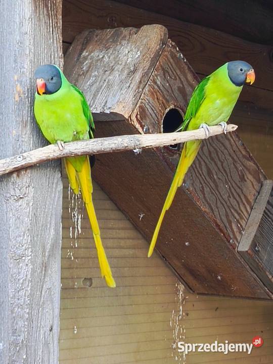 Aleksandretta Himalajska para Pamiątkowo