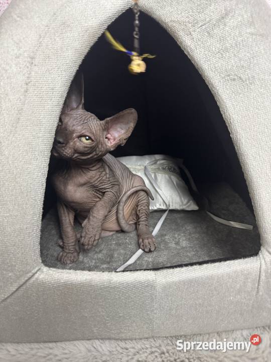 Sfinks czarny kocurek śląskie Zabrze sprzedam