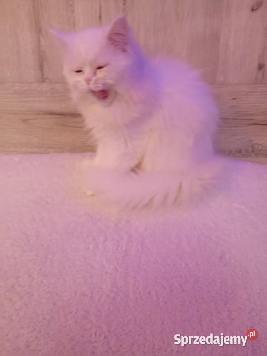 Kotki gotowe do nowego domu Turek