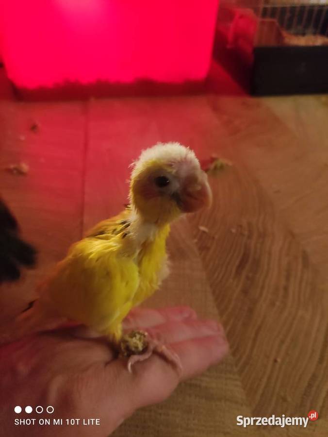 Ręcznie karmione papużki Modrolotki sprzedam Ptaki łódzkie Zgierz sprzedam