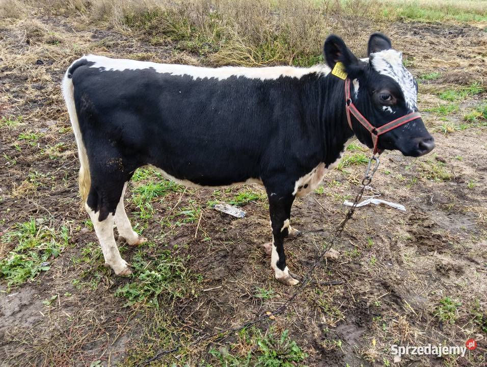 Sprzedam Jałówki mazowieckie Grodzisk Mazowiecki