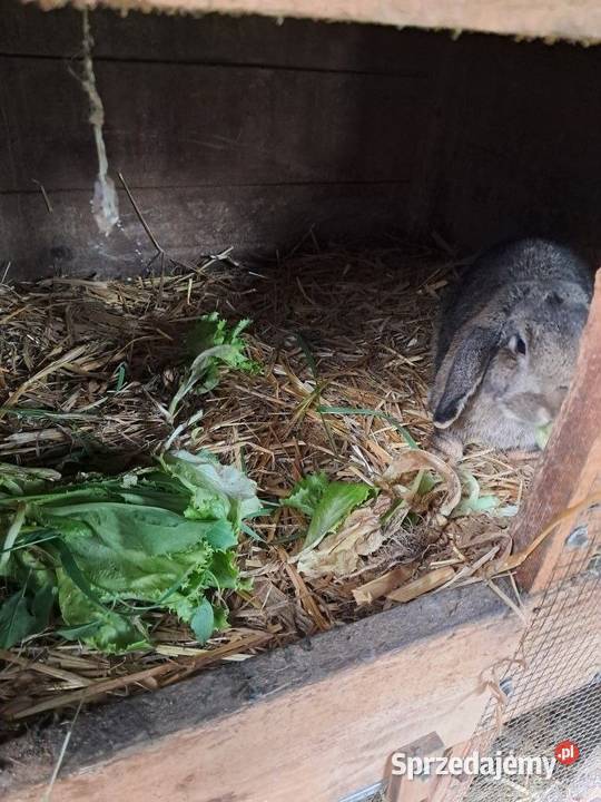Królik samica baranek Kościan sprzedam
