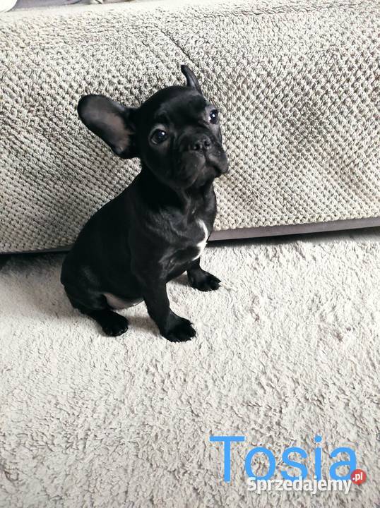 Buldog francuski szczenię suczka Tosia łódzkie