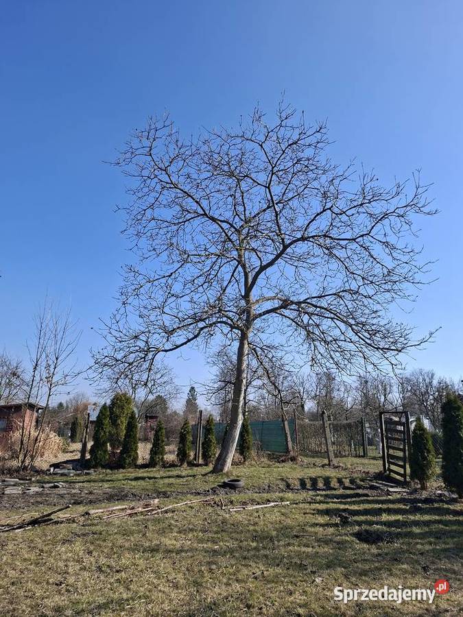 Sprzedam dwa drzewa orzech włoski do ścięcia Drewno konstrukcyjne