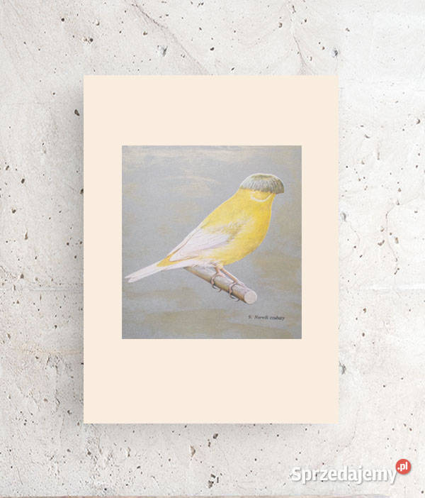 ptaszek plakat A4 vintage obrazek z kanarkiem Olsztyn