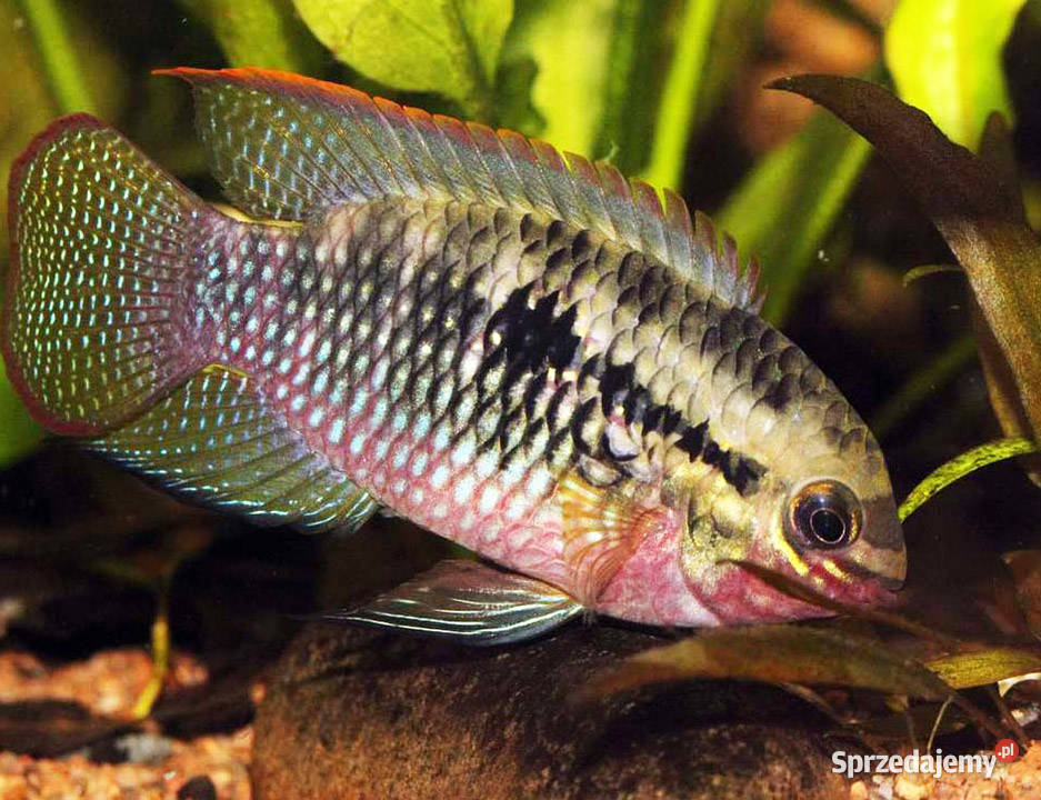 Akara wiśniowa Akarka Korumba Laetacara pomorskie Gdańsk sprzedam