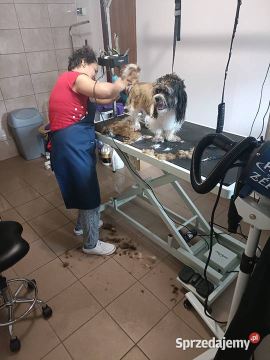 Groomer psi fryzjer pielęgnacja kąpiel mazowieckie Radom