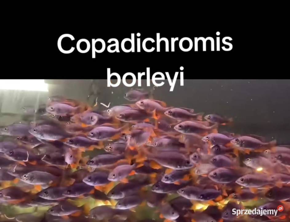 Aulonacararyby rośliny akwariowe Ryby sprzedam