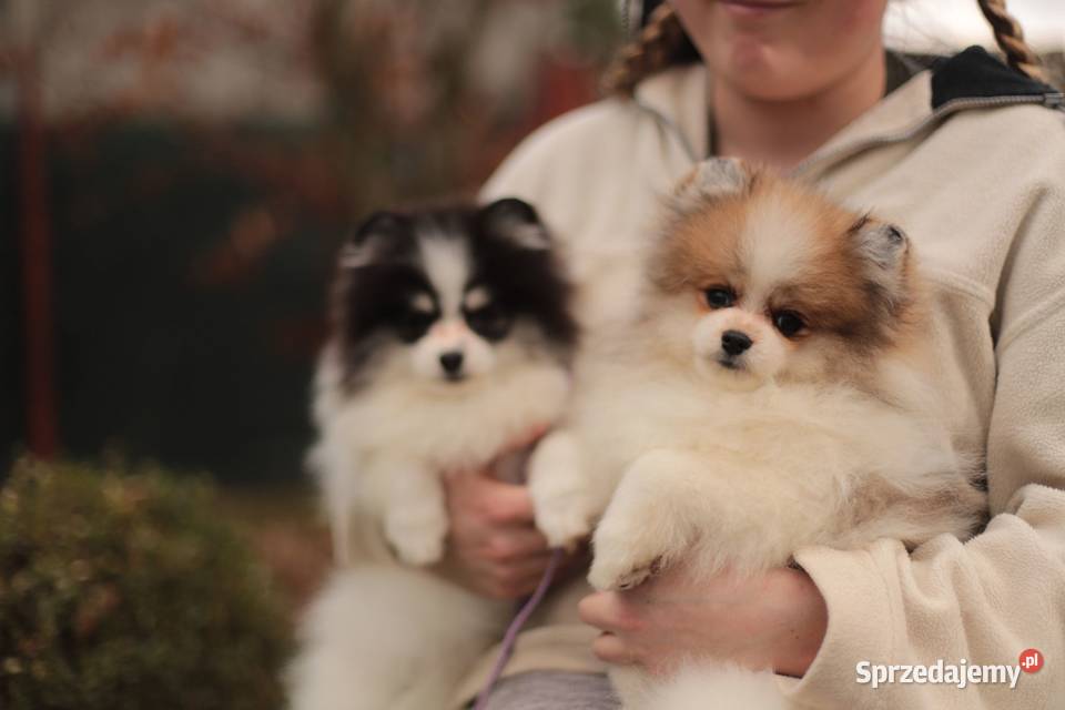 Szpice miniaturowe mazowieckie