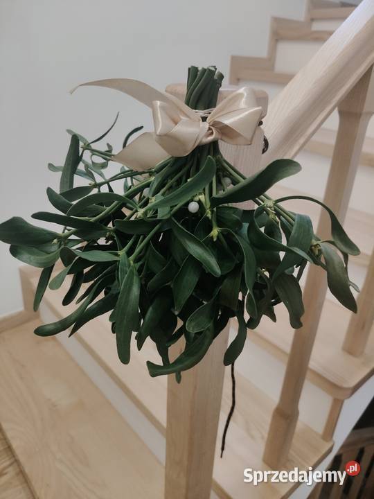 Piękne świeże kule jemioly bożonarodzeniowej sprzedam