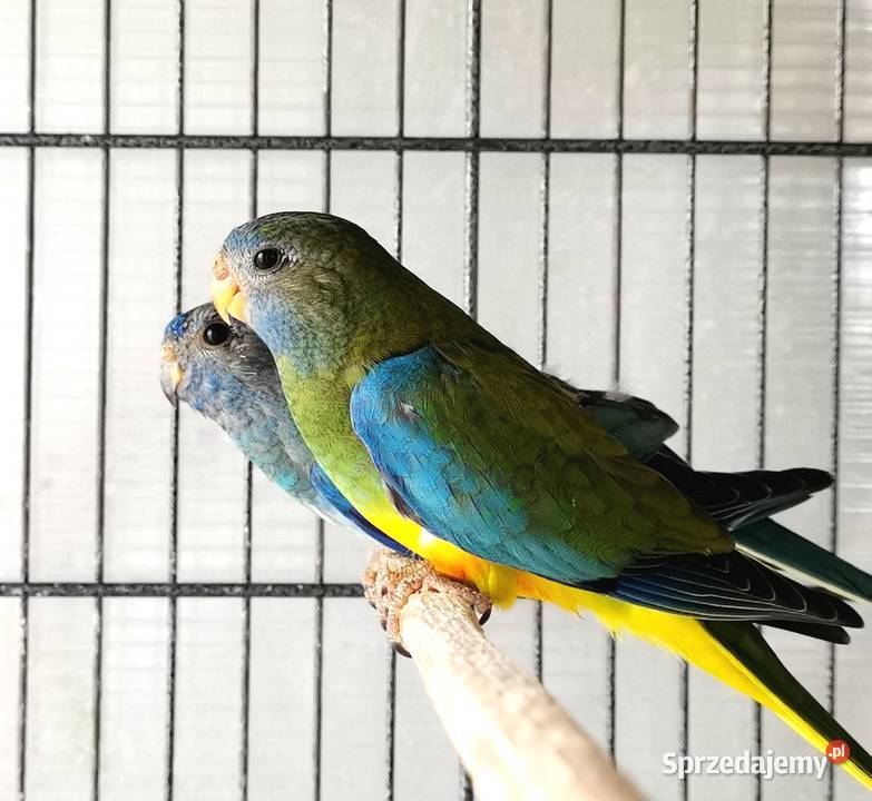 Łąkówki wspaniałe młode standard i niebieskie Kamienica Polska