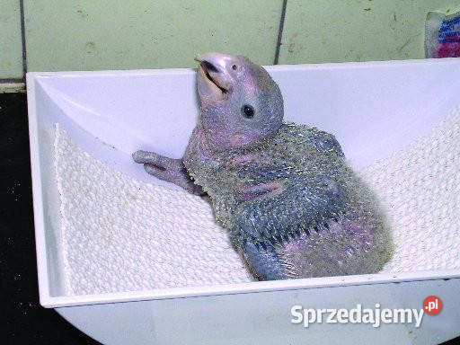 sprzedam amazonki do ręcznego karmienia śląskie Dąbrowa Górnicza sprzedam