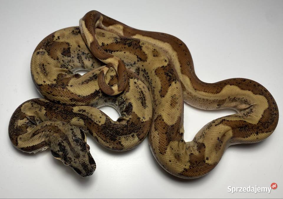 Węże boa cesarskie samice i samce Rybnik