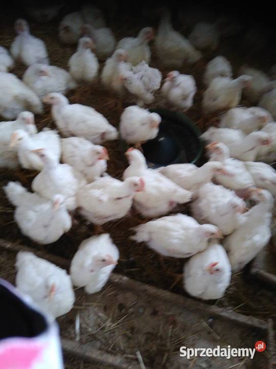 Sprzedam tuszki kurczak brojler a także żywe Słupca