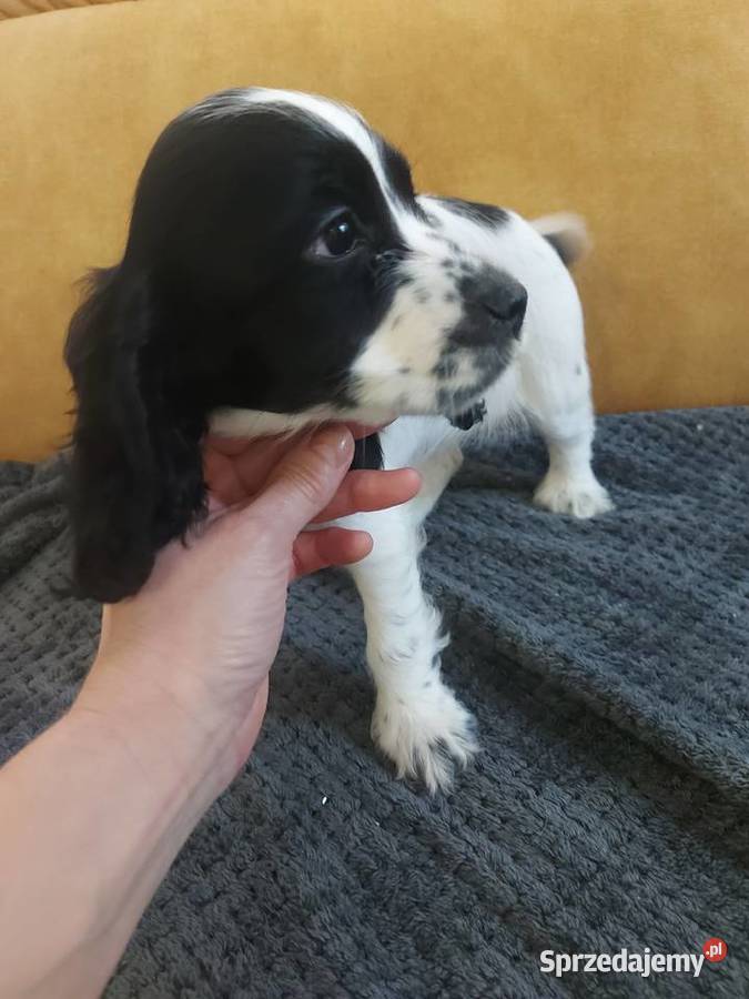 Cocker spaniel angielski Żelazków sprzedam