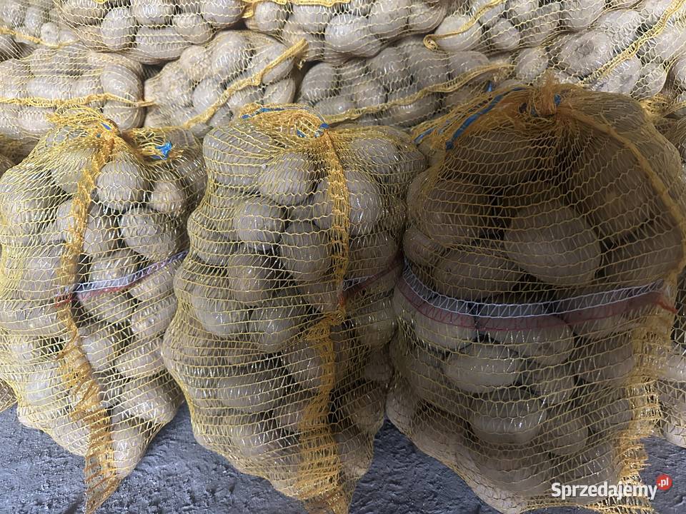 Sprzedam ziemniaki jadalne i odpadowe Konin sprzedam