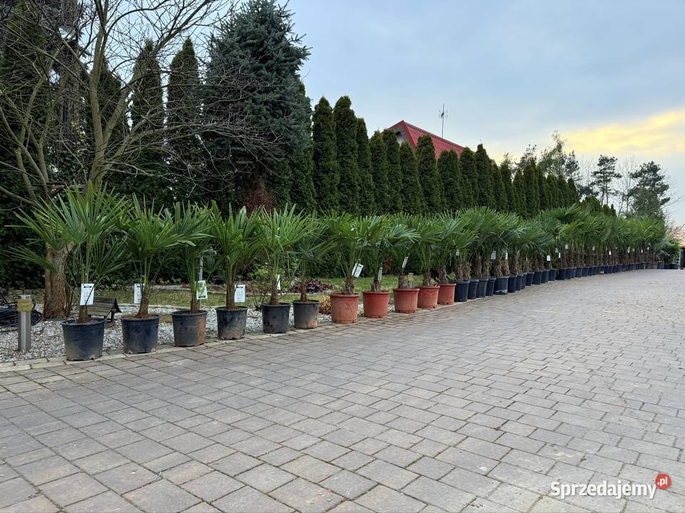 Palma mrozoodporna Trachycarpus fortunei do Pozostałe Częstochowa