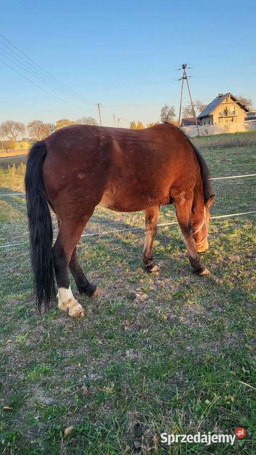 Sprzedam klacz I ogierka w typie huculskim Brzeziny