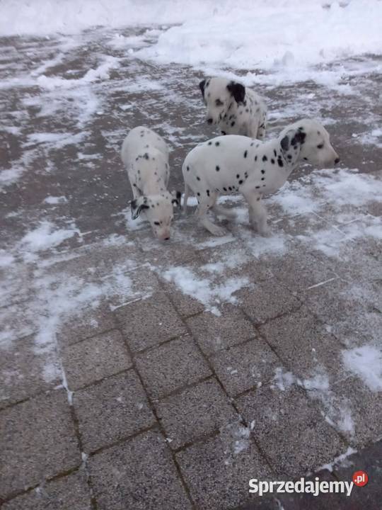sprzedam szczeniaki dalmatyńczyki Szczucin