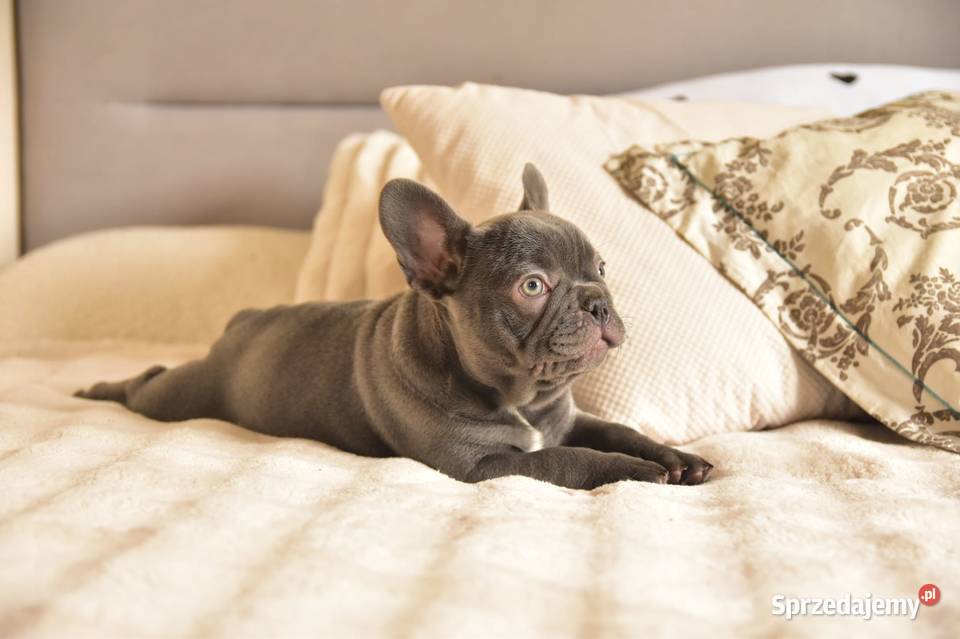Buldog francuski sunia lilac Targanice sprzedam