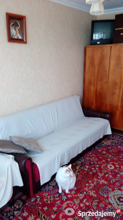 sprzedam mieszkanie Płońsk 455 m2 664374704 spółdzielcze własnościowe Mieszkania mazowieckie sprzedam