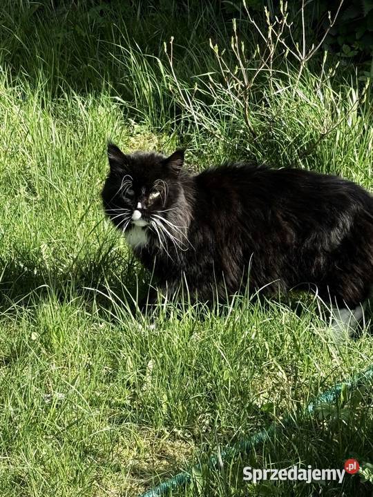 Koteczka Maine Coon Sława