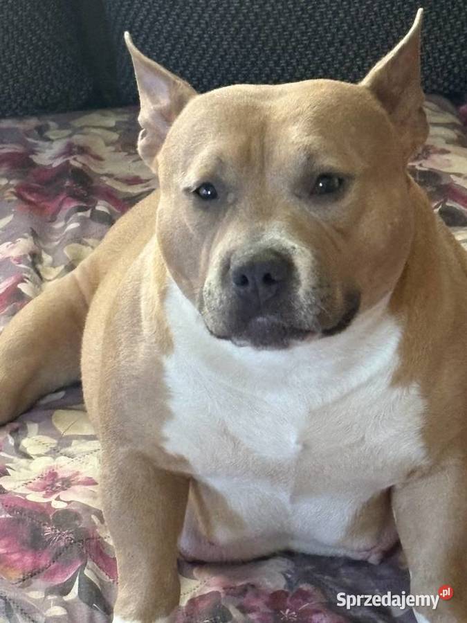 Wyjatkowe American Bully pocketmicro ABKC Show Głogów