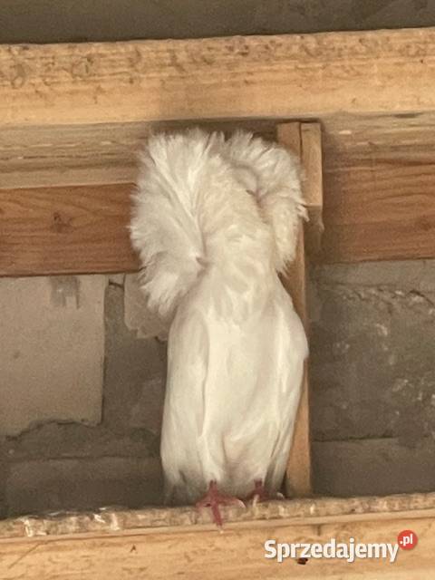 Gołębie ozdobne perukarze Nadarzyn