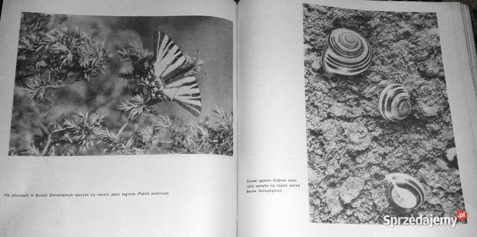 Skarby przyrody Dolnego Śląska Eugeniusz Rok wydania 1964 Chełm
